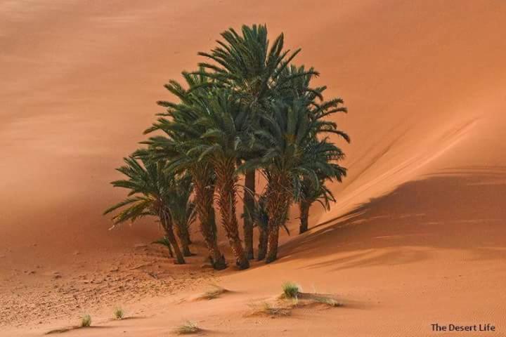 Bivouac Camel Trips Hotel เมอร์ซูกา ภายนอก รูปภาพ
